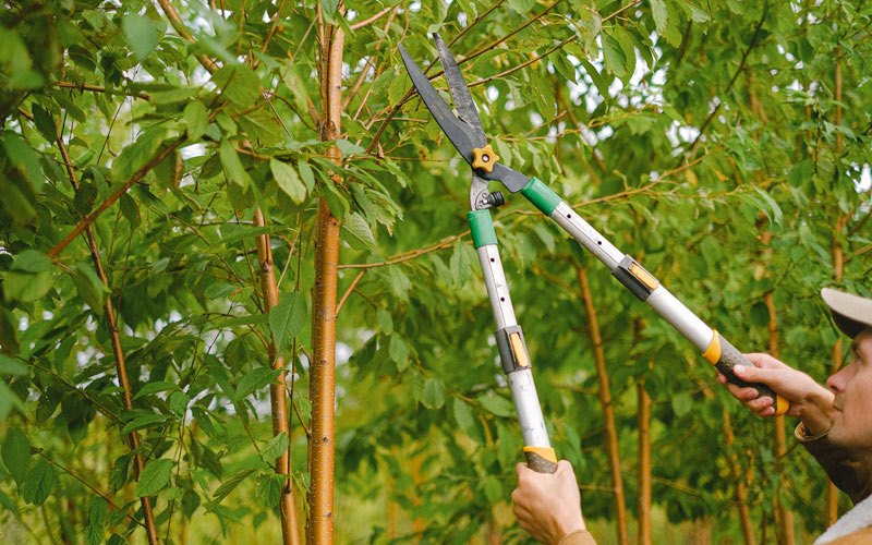 Tree trimming in Sugar Grove, NC